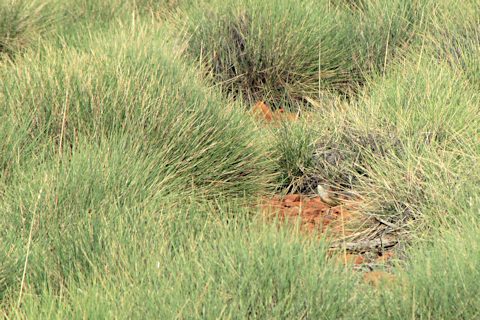 Short-tailed Grasswren (Amytornis merrotsyi)